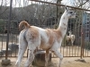 白、とべ動物園の地に(2012年)「ラマ♂白（ハク）の毎日」