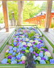 定番のショット。「第六回花手水がはじまりました。」