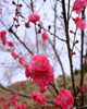 花桃公園の花桃「桜以外も楽しんじゃお！」