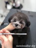 「秋のオプションキャンペーン　(*´꒳`*)」