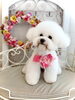 こむぎちゃん「わんこと秋桜　」