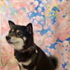 柴犬