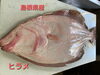 「○本日のお刺身○【島根県産】ヒラメ、ヒラマサ」