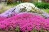 芝桜さん専用 芝桜｜シバザクラ｜宮崎県新富町黒木さん宅