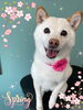 「可愛い子ちゃん♡Dog salon mofu mofu余市町」