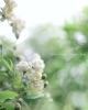 photo noriko sejiri「* サインはやってくる♪」