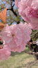 里桜「★* ちょっと一息 *★」