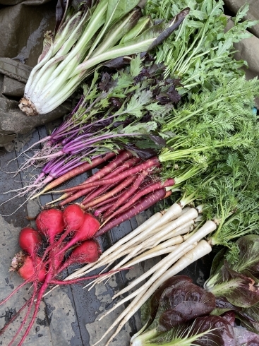 東京ビーツ、ハーモニー人参など「⭐︎カラフル野菜の小山農園、現在の収穫物⭐︎」