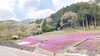 「池田町のシバザクラ」