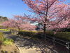 「魚魚の宿上の公園　河津桜の開花情報（2月21日）」