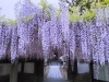 観音さん（禎祥寺）の藤（4/22撮影）「【観音さんの藤 開花状況③】この週末はお弁当を持って観音さんの藤棚見物！【秋山仕出し】」
