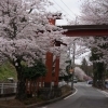 2015年　桜特集　玉澤妙法華寺　【三島市】