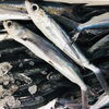 「魚魚市場鮮魚コーナーおすすめは「トビウオ・カマス」です♪」
