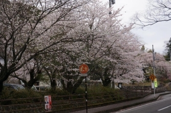 その上の通りも満開の桜並木です。