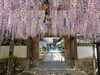「【西条市 喜多川】観音堂（禎祥寺）の藤の花を観に行きました！」