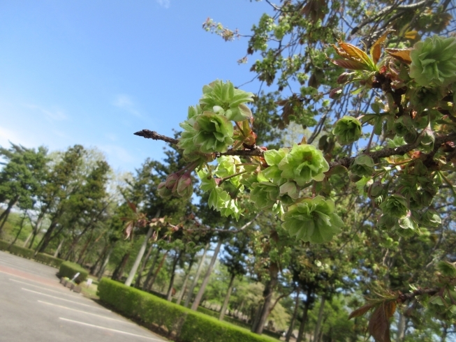 御衣黄桜「御衣黄の開花」