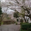 2015年　桜特集　本城山公園　【駿東郡清水町】