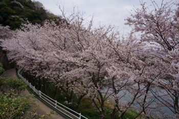 満開の桜並木です。
