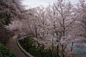 遊歩道になっています。<br>ここから本城山公園の頂上に登れますが、ちょっと急です。