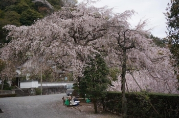 お寺の前には枝垂れ桜がありました。散り始めていましたが見事です。