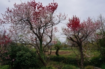 花桃は色がはっきりしています。かわいい色です。