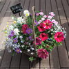 寄せ植え「『 Mother’s　Day 』」