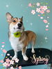 「可愛い子ちゃん♡ Dog salon mofu mofu余市町」