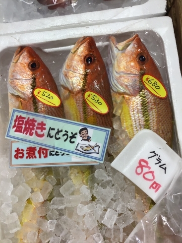 「魚魚市場鮮魚コーナーおすすめは「ヨコスジフエフキダイ」です♪」