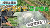「【植えから55日目】超・浅植え栽培　芽かき作業(仮植する裏技) タネのハシモト」