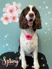 「可愛い子ちゃん♡ Dog salon mofu mofu余市町」
