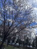 「桜・さくら咲く⁉」