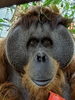 「スマトラオランウータン「ディディ」の誕生会」