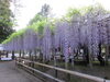 三大神社の藤「バスツアーのご案内」