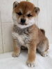 「【WAN'S】新しいワンちゃんのご紹介！柴犬」