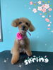 「可愛い子ちゃん♡ Dog salon mofu mofu余市町」