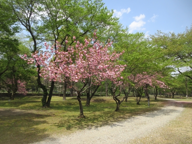 八重桜「八重桜」