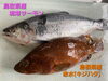 「○本日のお刺身○【鳥取県産】境港サーモン【島根県産】赤水(キジハタ)」