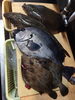 魚「マゴチ、カワハギ、石鯛、マコガレイ」