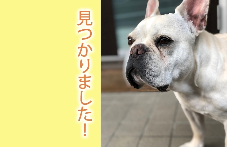 「≪速報≫見つかりました！迷い犬のハルちゃん【西条市坂元】」