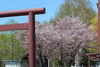「樽川神社の桜が見頃です 【石狩のパン屋 こむぎっこ】」