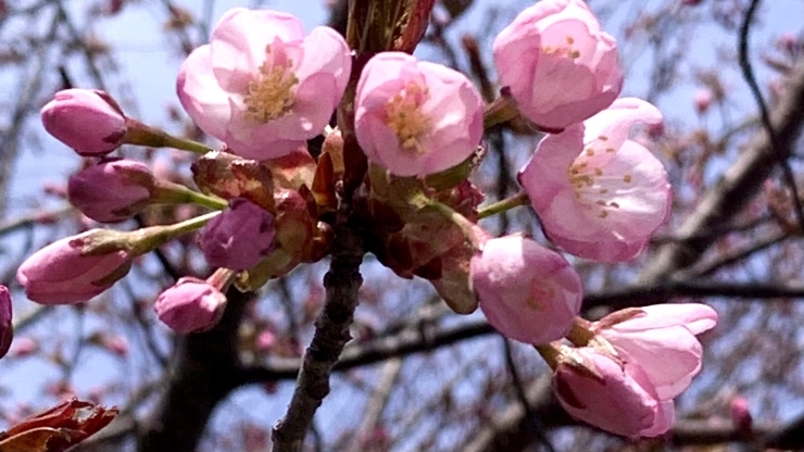 今年初の可愛い桜を撮影「〜5月お得エステ・GW期間営業日〜」