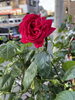 軒先の薔薇「薔薇の季節ですね！」