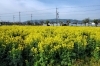 「【菜の花畑？】ふと気になった長岡京市の風景　(有)長岡美装社」