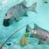 「魚魚市場鮮魚コーナーおすすめは「ボイル伊勢えび・甘塩の開き」です♪」
