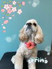 「可愛い子ちゃん♡ Dog salon mofu mofu余市町」