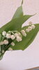すずらん「⋆*⋆★ すずらんの花 ★*゜」
