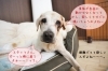 「みんなで介護【犬社会でも助け合い♪】」