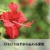 「言葉の力でも身体はほぐれますョ♡  ロミロミ・エステの資格習得できるプライベートサロン&スクール　feel（フィール）」