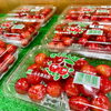 信州産 さくらんぼ「信州産『さくらんぼ』入荷しました！」