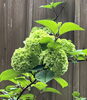 大手毬、もう少しすると白くなってきます。「グループホーム寿樹のじいちゃんの庭は春真っ盛りです。」